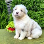 Ohara-female-Australian-Shepherd-puppy-for-sale-2