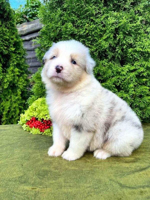 Ohara Australian Shepherd Ohara Australian Shepherd