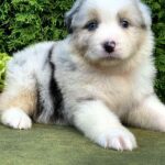 Ohara-female-Australian-Shepherd-puppy-for-sale-3