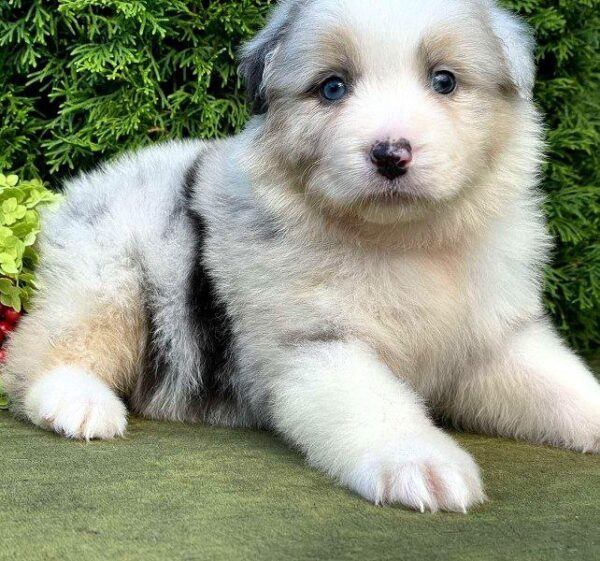 Ohara Australian Shepherd Ohara Australian Shepherd