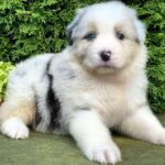 Ohara-female-Australian-Shepherd-puppy-for-sale-4