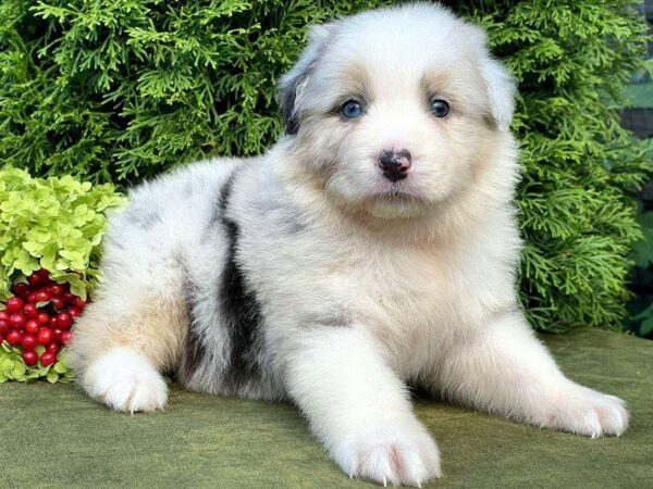 Ohara Australian Shepherd Ohara Australian Shepherd