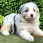 Ohara-female-Australian-Shepherd-puppy-for-sale-5