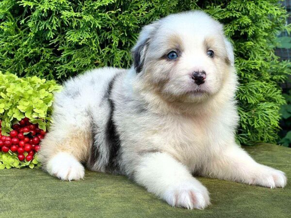 Ohara Australian Shepherd Ohara Australian Shepherd