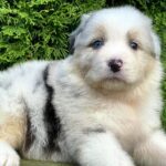 Ohara-female-Australian-Shepherd-puppy-for-sale-6