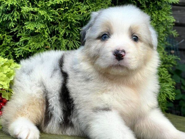 Ohara Australian Shepherd Ohara Australian Shepherd