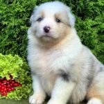 Ohara-female-Australian-Shepherd-puppy-for-sale-7