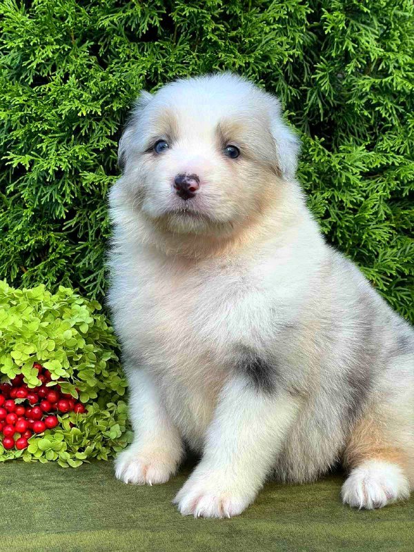 Ohara Australian Shepherd Ohara Australian Shepherd
