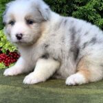 Ohara-female-Australian-Shepherd-puppy-for-sale-8