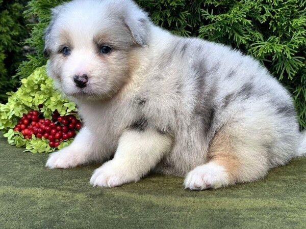 Ohara Australian Shepherd Ohara Australian Shepherd