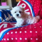 Olaf-male-Maltese-puppy-for-sale-1