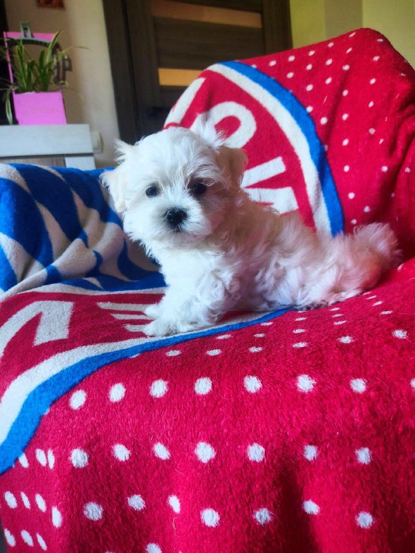 Olaf Maltese Olaf Maltese