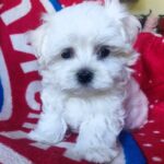 Olaf-male-Maltese-puppy-for-sale-2