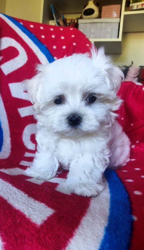 Olaf Maltese Olaf Maltese