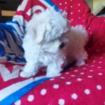 Olaf-male-Maltese-puppy-for-sale-3