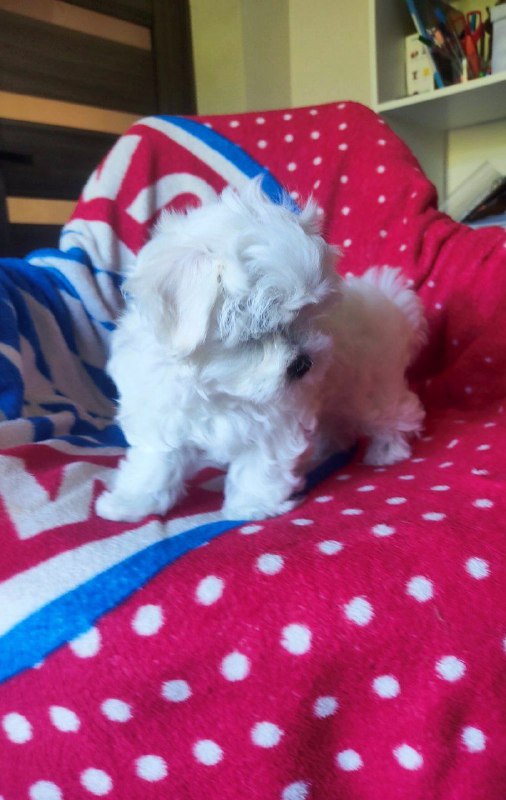 Olaf Maltese Olaf Maltese