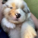 Olimp-male-Australian-Shepherd-puppy-for-sale-1