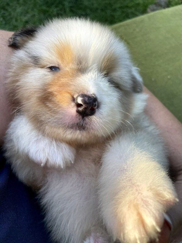 Olimp Australian Shepherd Olimp Australian Shepherd