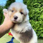 Olimp-male-Australian-Shepherd-puppy-for-sale-2