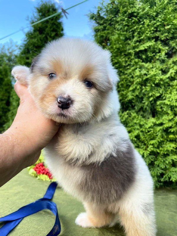 Olimp Australian Shepherd Olimp Australian Shepherd