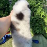 Olimp-male-Australian-Shepherd-puppy-for-sale-3