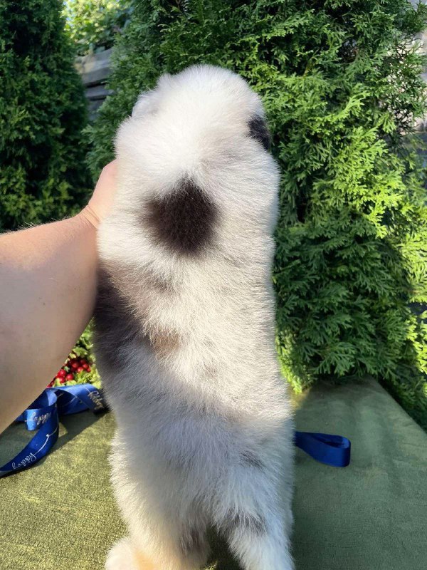 Olimp Australian Shepherd Olimp Australian Shepherd