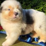 Olimp-male-Australian-Shepherd-puppy-for-sale-4