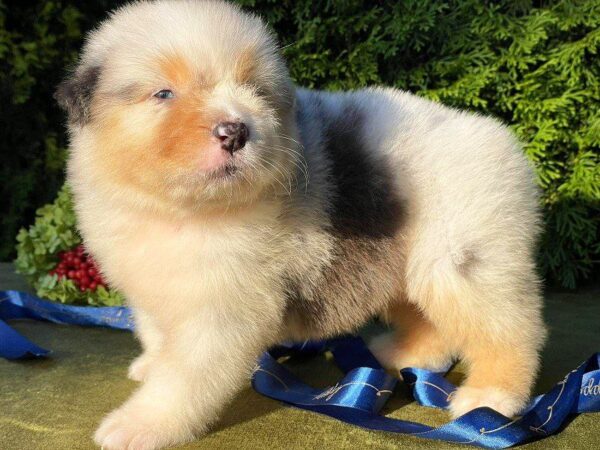 Olimp Australian Shepherd Olimp Australian Shepherd