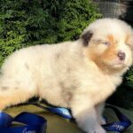 Olimp-male-Australian-Shepherd-puppy-for-sale-5
