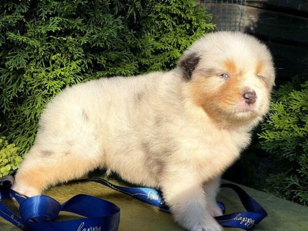 Olimp Australian Shepherd Olimp Australian Shepherd