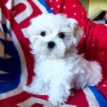 Oliver-male-Maltese-puppy-for-sale-1