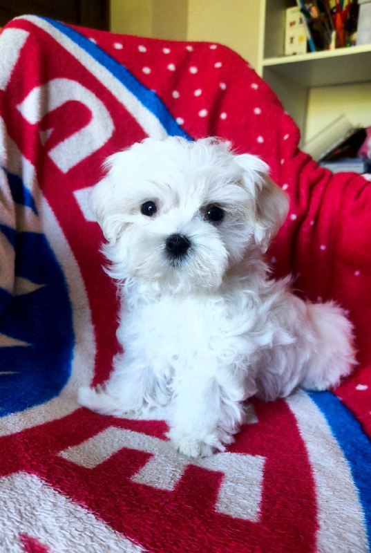 Oliver Maltese Oliver Maltese