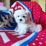 Oliver-male-Maltese-puppy-for-sale-2