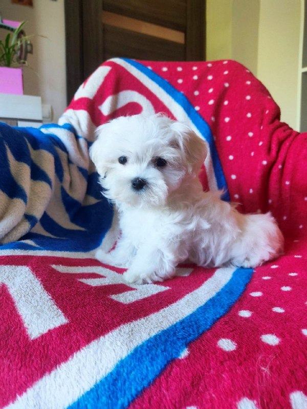 Oliver Maltese Oliver Maltese