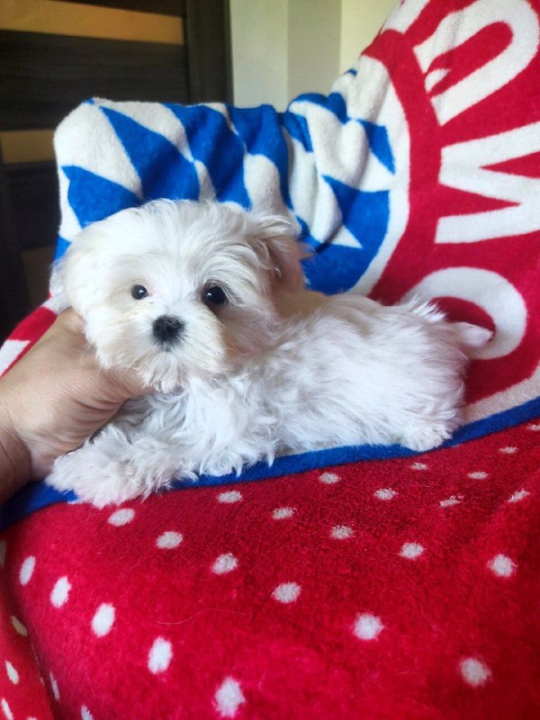 Olivia Maltese Olivia Maltese