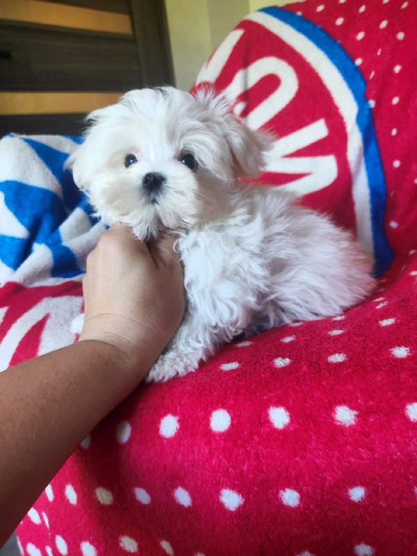 Olivia Maltese Olivia Maltese