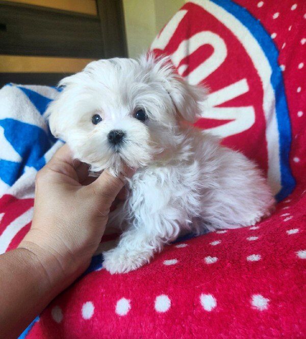 Olivia Maltese Olivia Maltese