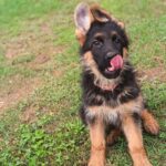 Olli-female-german-shepherd-puppy-for-sale- (1)
