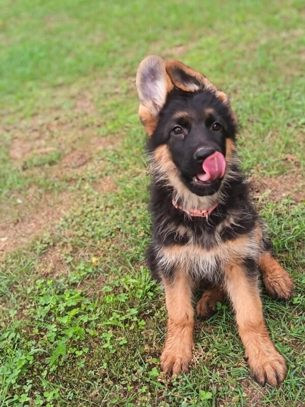 Olli German Shepherd