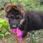 Olli-female-german-shepherd-puppy-for-sale- (2)