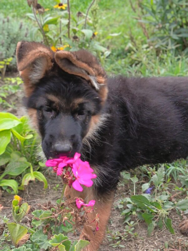 Olli German Shepherd