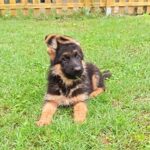 Olli-female-german-shepherd-puppy-for-sale- (3)