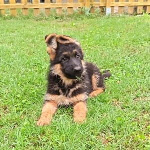 Olli German Shepherd