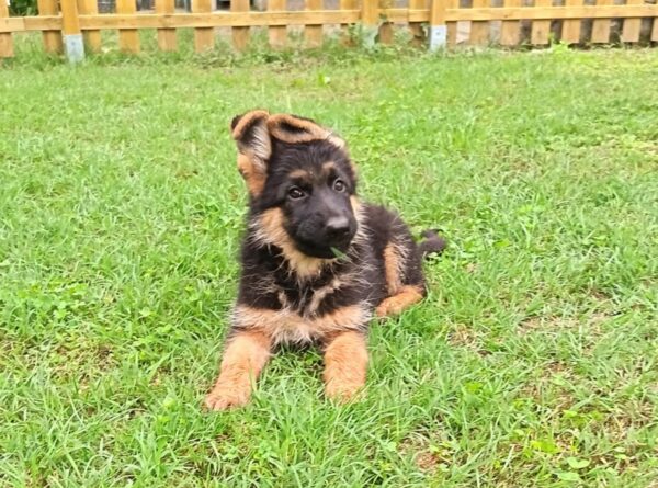 Olli German Shepherd