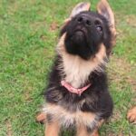 Olli-female-german-shepherd-puppy-for-sale- (4)
