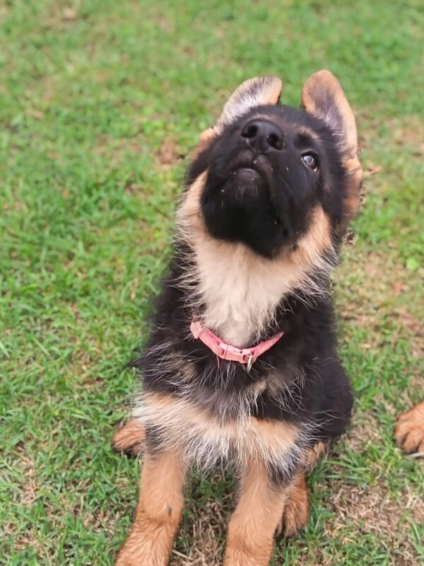 Olli German Shepherd