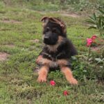 Olli-female-german-shepherd-puppy-for-sale- (5)