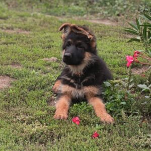 Olli German Shepherd