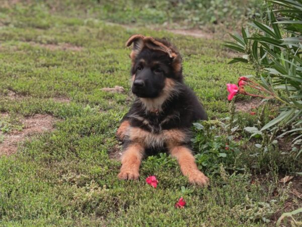 Olli German Shepherd