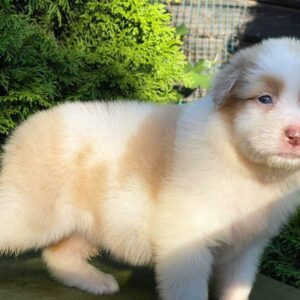 Onella Australian Shepherd